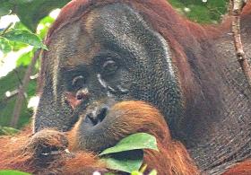 Удивительные животные: орангутан прикладывает лечебные листья к ране