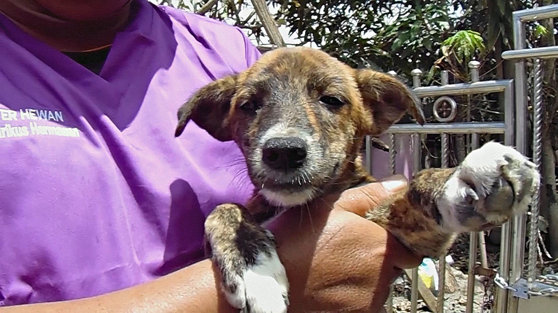 Волонтёры в Индонезии спасают собак после извержения, но просят их не есть