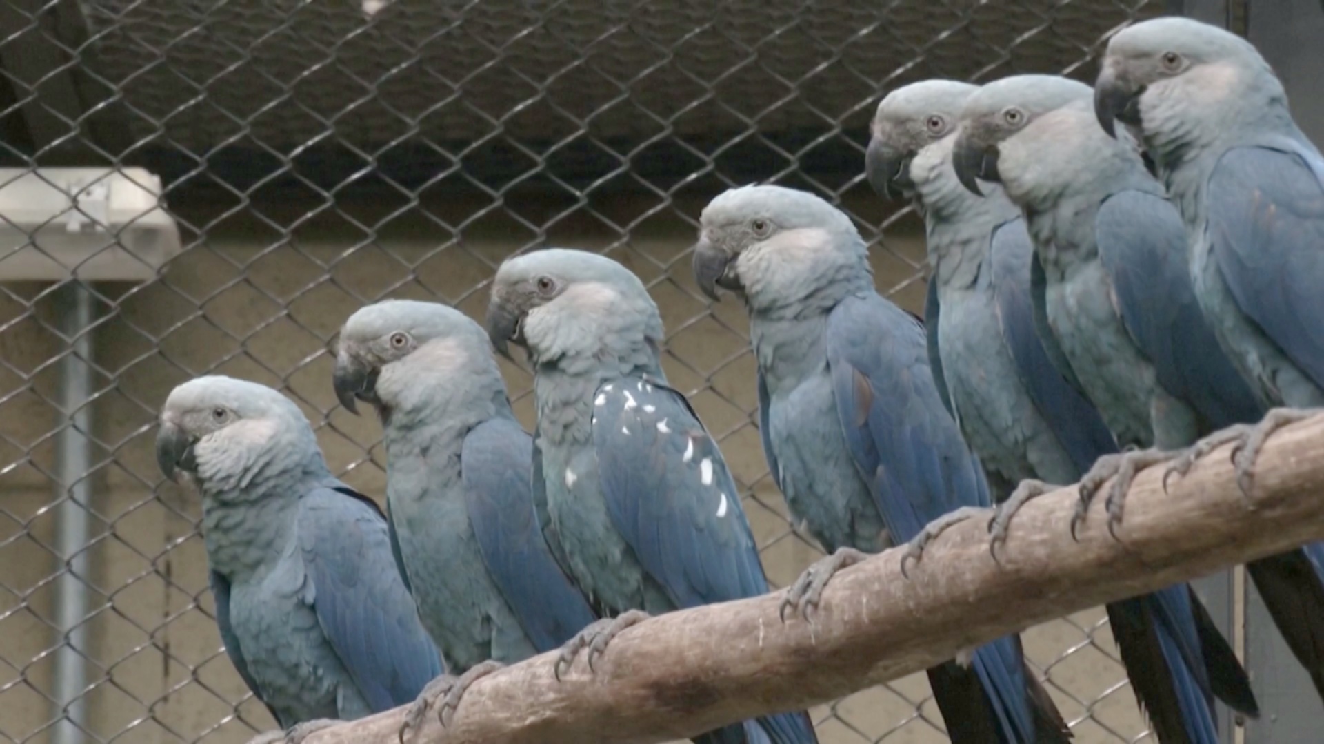 В Бразилии открыли новый центр по сохранению редких голубых ара
