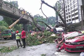 Огромное дерево упало на оживлённую дорогу столицы Малайзии: один человек погиб