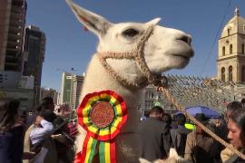 В Боливии ламам, альпака и викуньям посвятили фестиваль