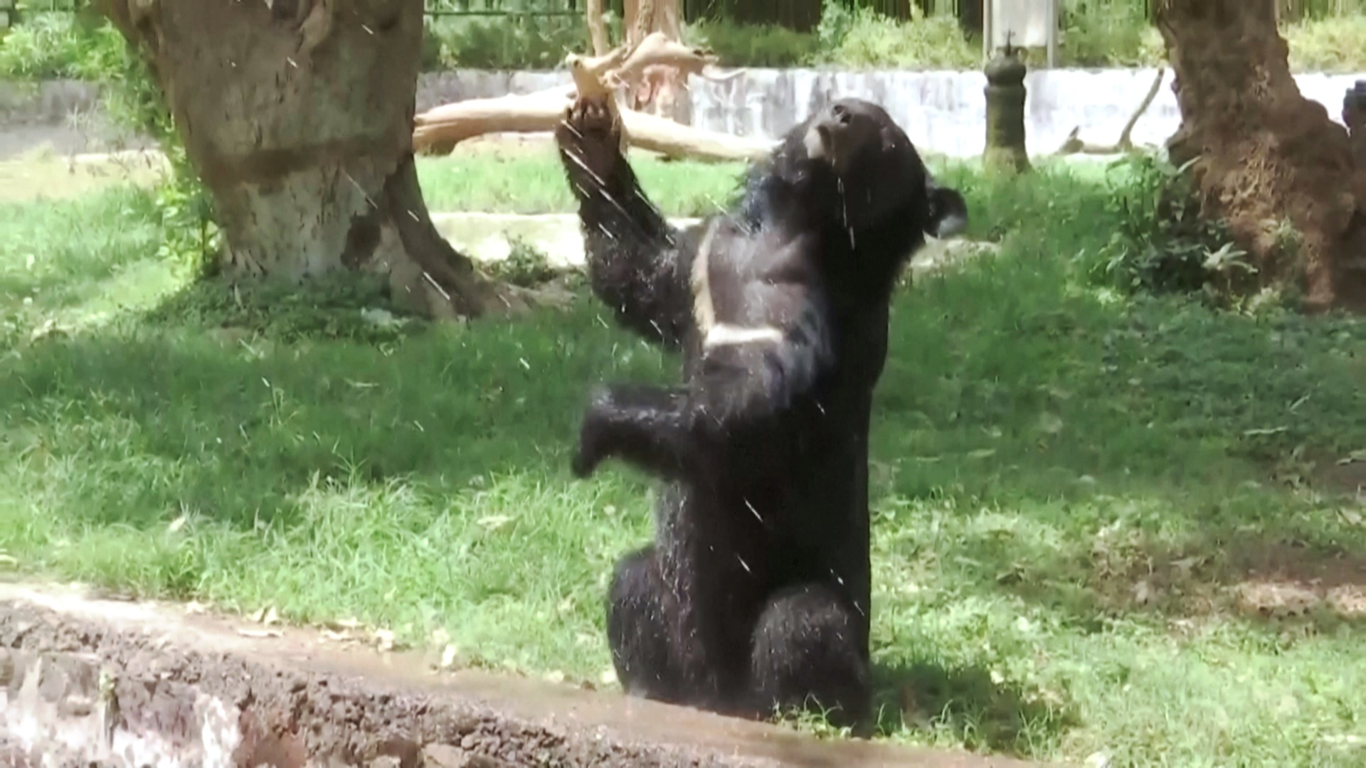 Холодная вода и кондиционеры: в зоопарке в Индии помогают питомцам пережить жару Холодная вода и кондиционеры: в зоопарке в Индии помогают питомцам пережить жару