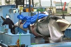 Япония добавит финвалов в перечень видов для китобойного промысла