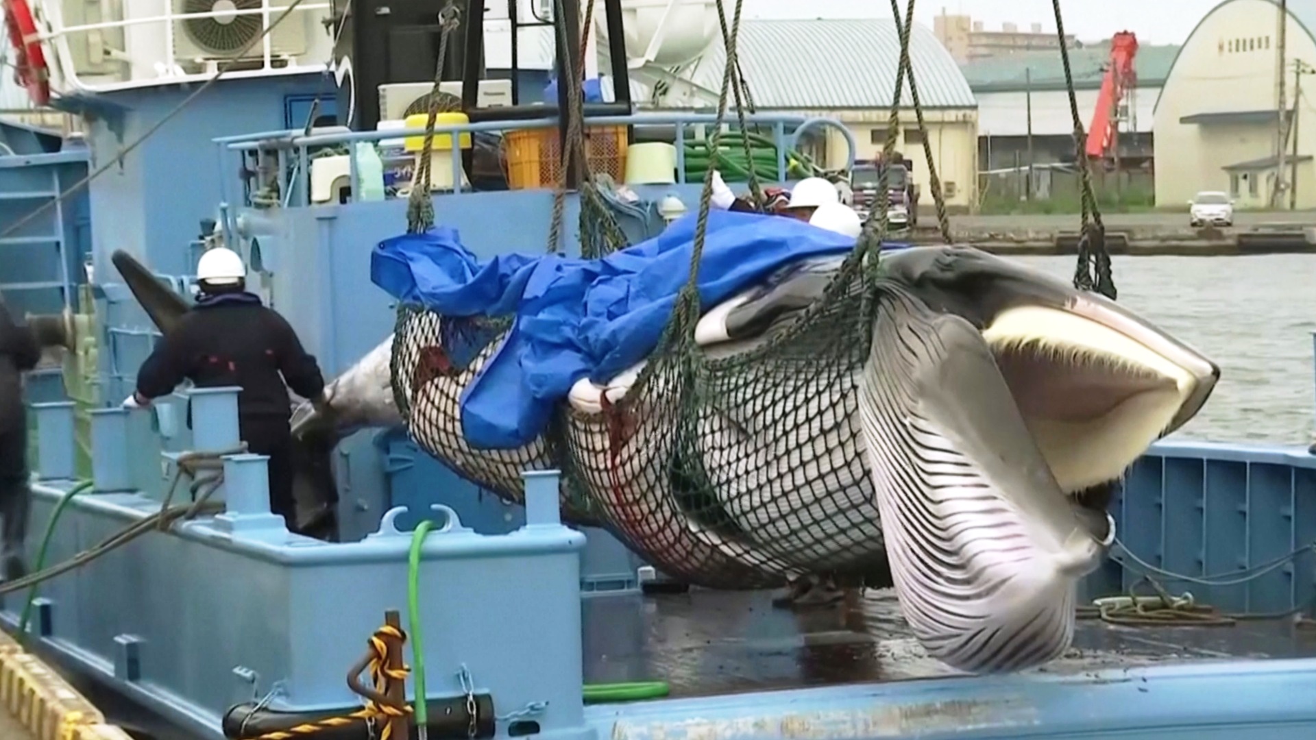 Япония добавит финвалов в перечень видов для китобойного промысла