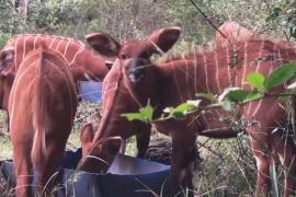 В Кении выпустили в охраняемый заповедник двух редких лесных антилоп