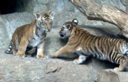 В зоопарке в Берлине объявили клички двух суматранских тигрят