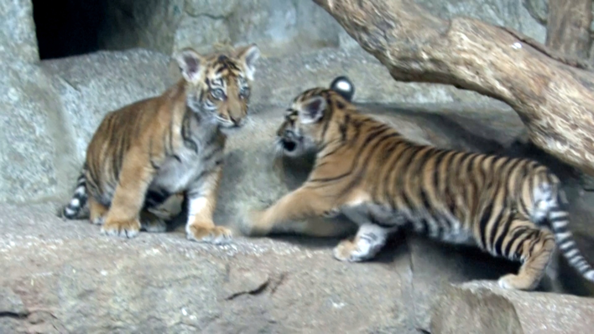 В зоопарке в Берлине объявили клички двух суматранских тигрят