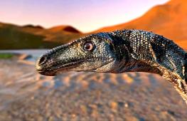 Первые теплокровные динозавры, возможно, появились 180 млн лет назад