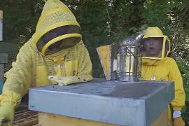 Международный день пчёл: как изучают насекомых со времён Галилея