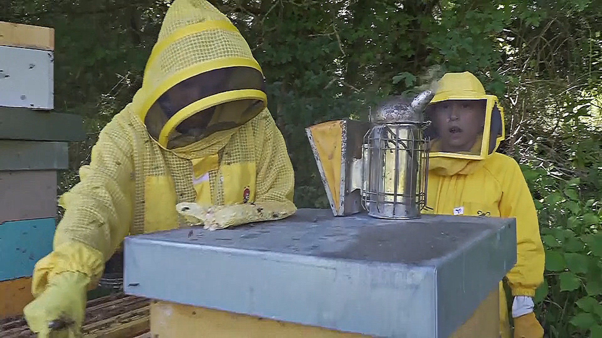 Международный день пчёл: как изучают насекомых со времён Галилея