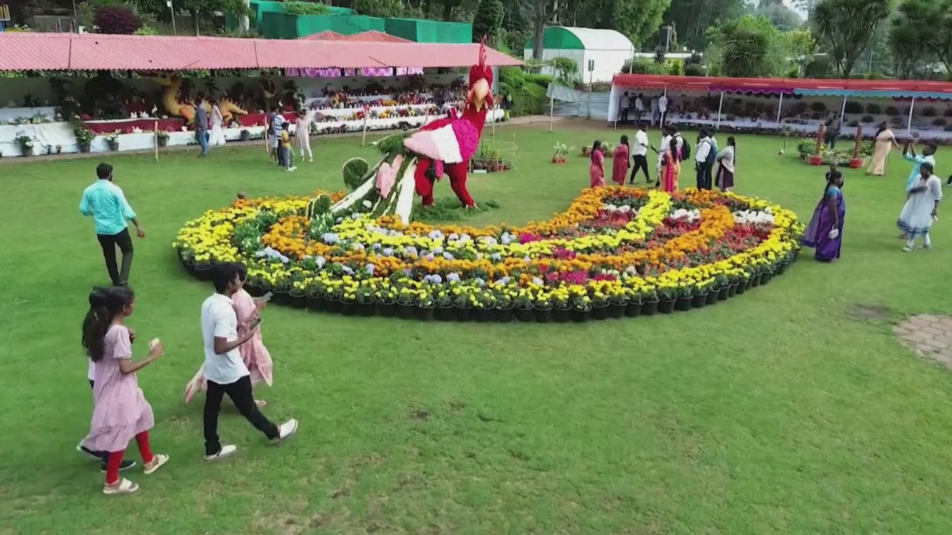 Павлин, коала и дракон: выставку цветов в индийском Кодайканале посвятили дикой природе Павлин, коала и дракон: выставку цветов в индийском Кодайканале посвятили дикой природе