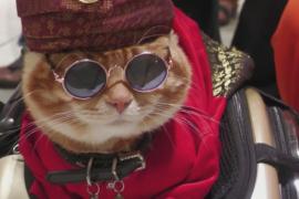 Конкурс двойников Гарфилда устроили в Малайзии