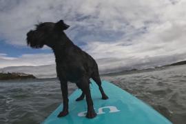 Собаки покоряют волны на чемпионате по сёрфингу в Испании