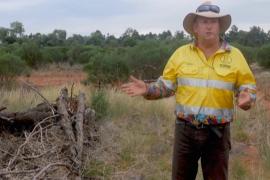 В Австралии инвазивный кустарник поможет получать электричество