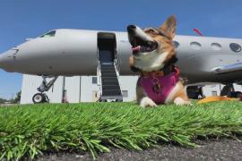 Стильно и с удобством теперь смогут летать собаки в США