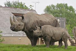 Mitsubishi создала тепловые насосы для носорогов Честерского зоопарка