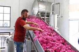 В Болгарии розовое масло начали делать раньше обычного