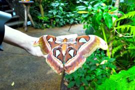 Целый «лес бабочек» из Танзании поселился в тропической оранжерее в Италии