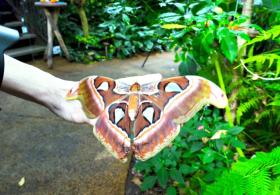 Целый «лес бабочек» из Танзании поселился в тропической оранжерее в Италии