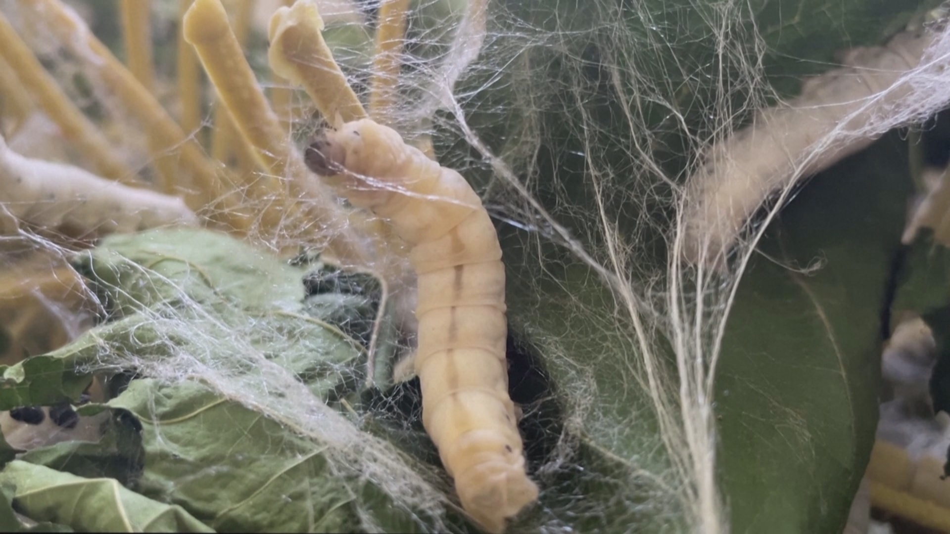 Кубинских мастеров учат разводить шелковичных червей