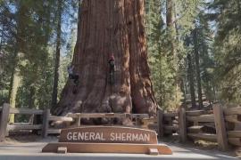 Крупнейшее дерево планеты «Генерал Шерман» проходит медосмотр