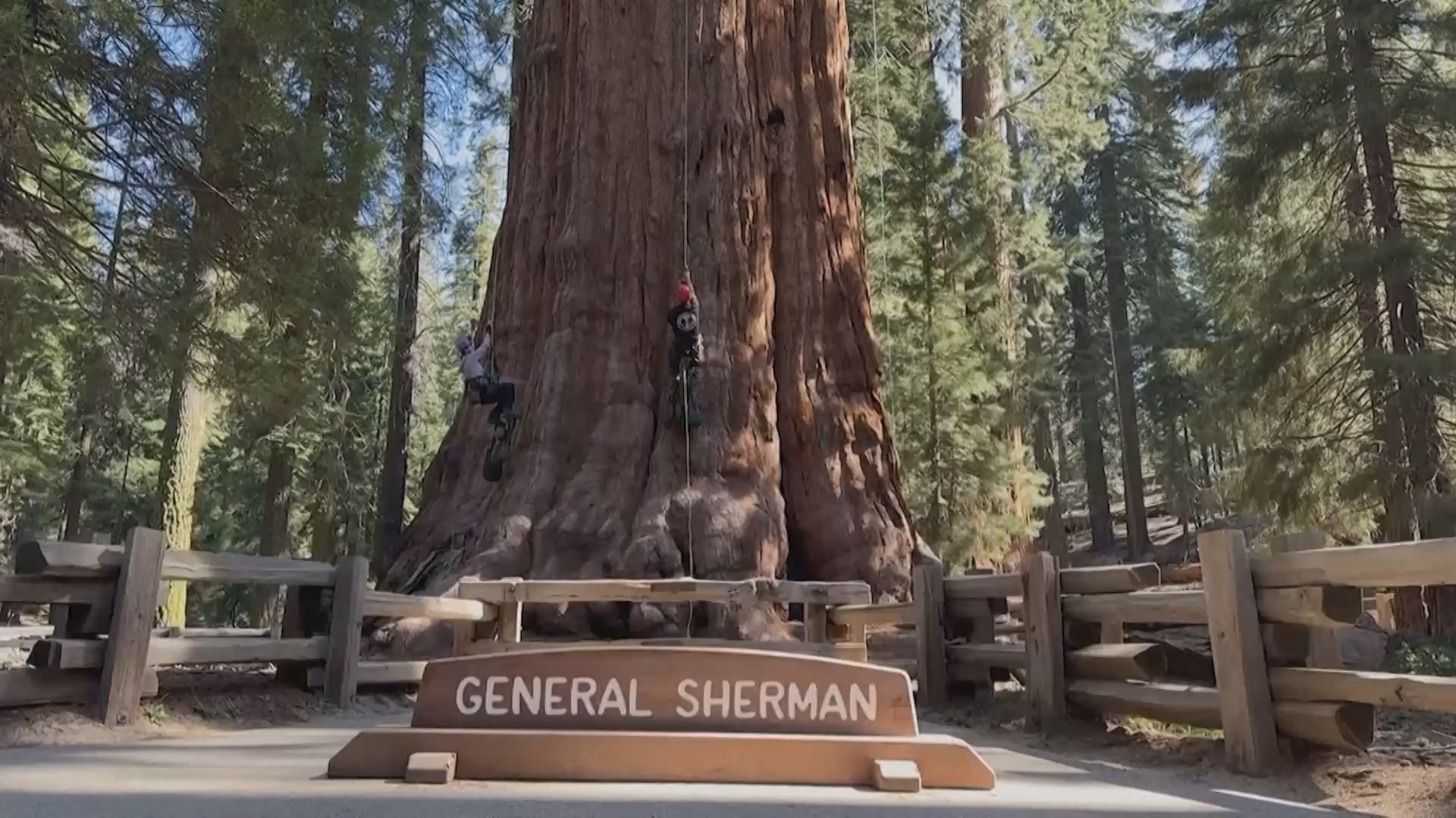 Крупнейшее дерево планеты «Генерал Шерман» проходит медосмотр