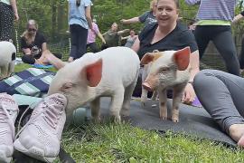 Три поросёнка и асаны: йога со свиньями становится всё популярнее
