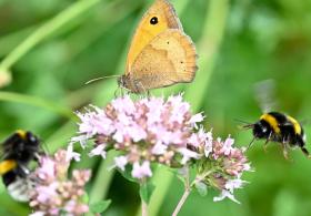 Бабочки, пчёлы и жуки: в Германии начинается сезон подсчёта насекомых
