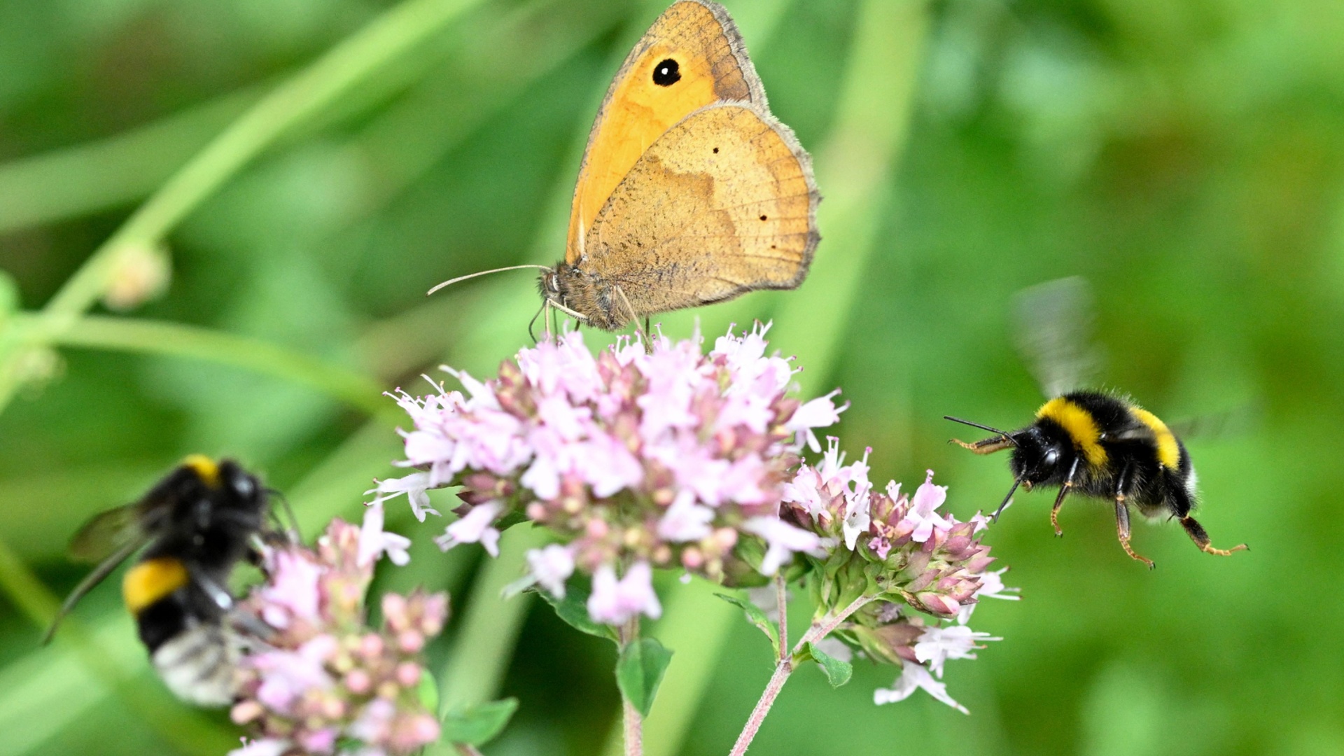 Бабочки, пчёлы и жуки: в Германии начинается сезон подсчёта насекомых