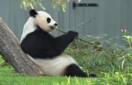 Китай отправит в Вашингтон двух больших панд