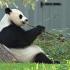 Китай отправит в Вашингтон двух больших панд