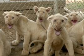 Шестерых белых львят представили в зоопарке в пакистанском Карачи