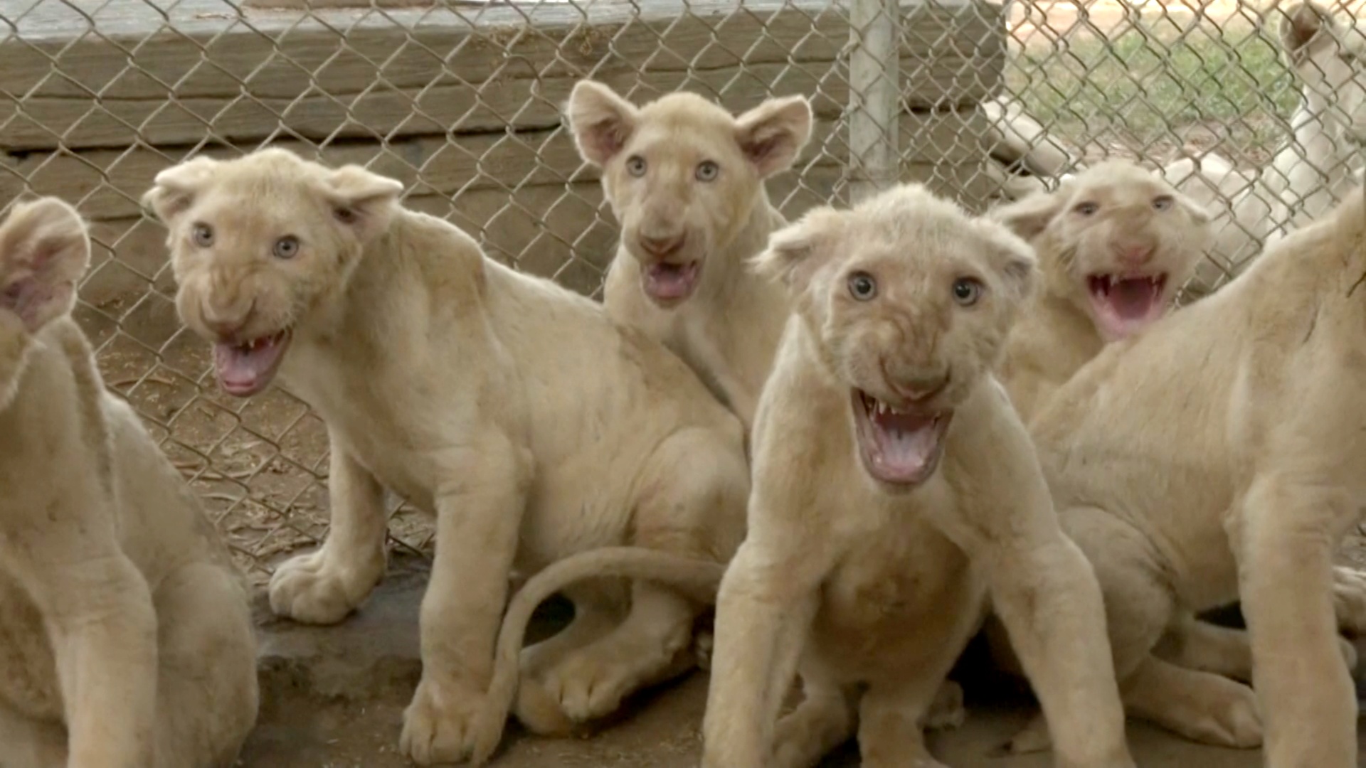 Шестерых белых львят представили в зоопарке в пакистанском Карачи