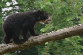 Трое редких андских медвежат дебютируют в зоопарке в Нью-Йорке