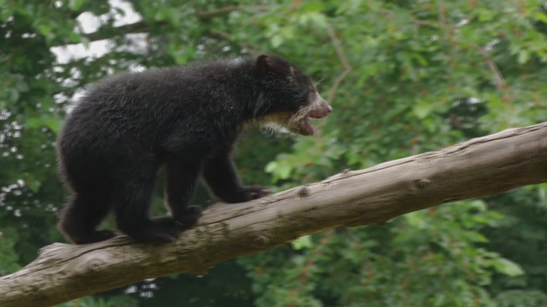 Трое редких андских медвежат дебютируют в зоопарке в Нью-Йорке