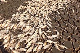Мёртвая рыба заполнила берега лагуны в Мексике