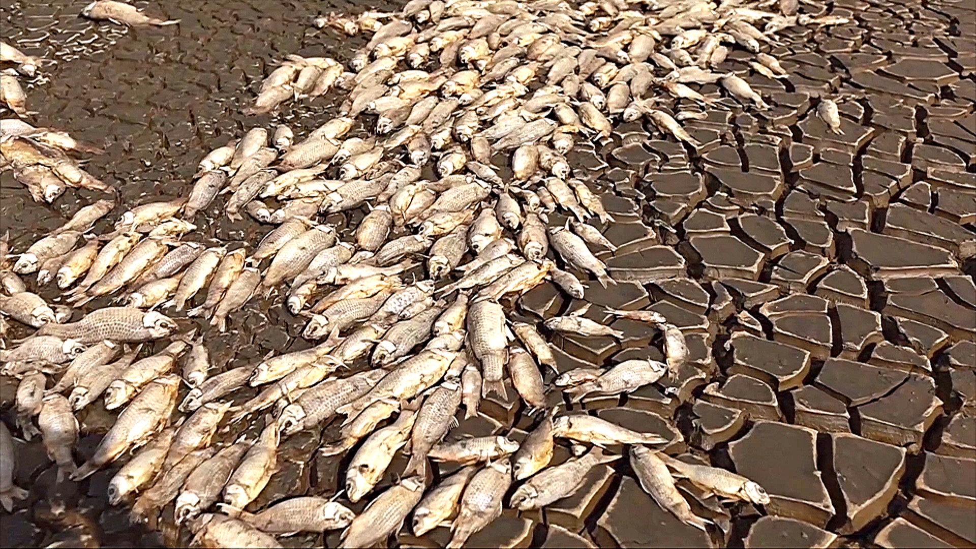 Мёртвая рыба заполнила берега лагуны в Мексике