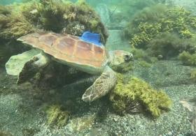 Спасённые черепахи-инвалиды возвращаются в Атлантику