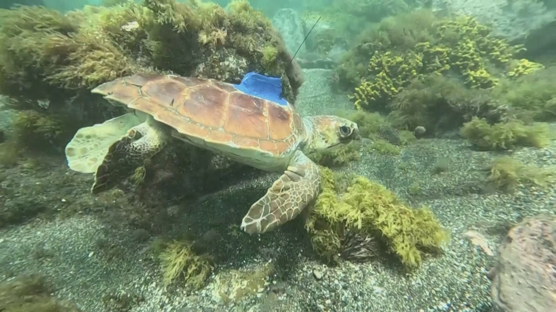 Спасённые черепахи-инвалиды возвращаются в Атлантику