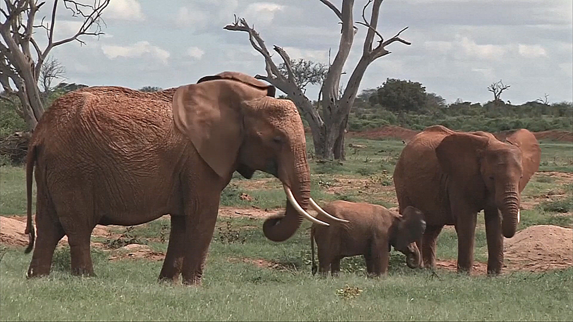 Африканские слоны, возможно, называют друг друга уникальными именами