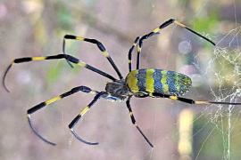 Как гигантские пауки из Азии захватывают территории США