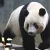 Панда Сян Сян из Японии отпраздновала седьмой день рождения в Китае