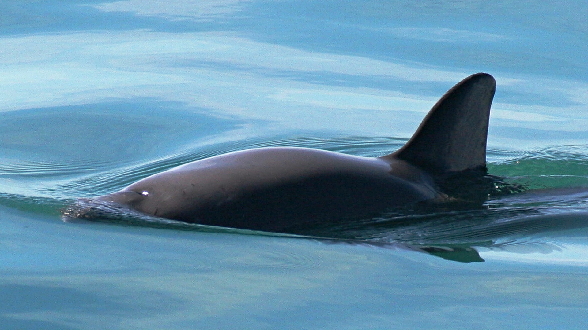 Учёные: численность редких вакит остаётся стабильной Учёные: численность редких вакит остаётся стабильной