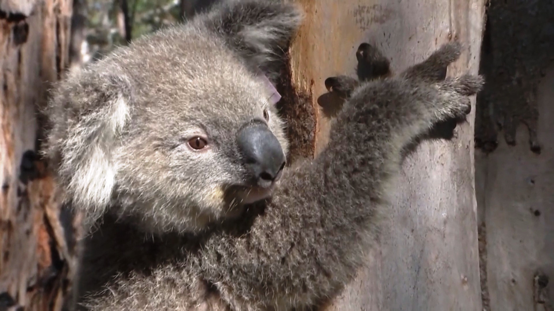 В Новом Южном Уэльсе откроется ветклиника для коал