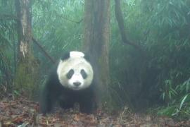 Учёные: популяция больших панд в Китае растёт