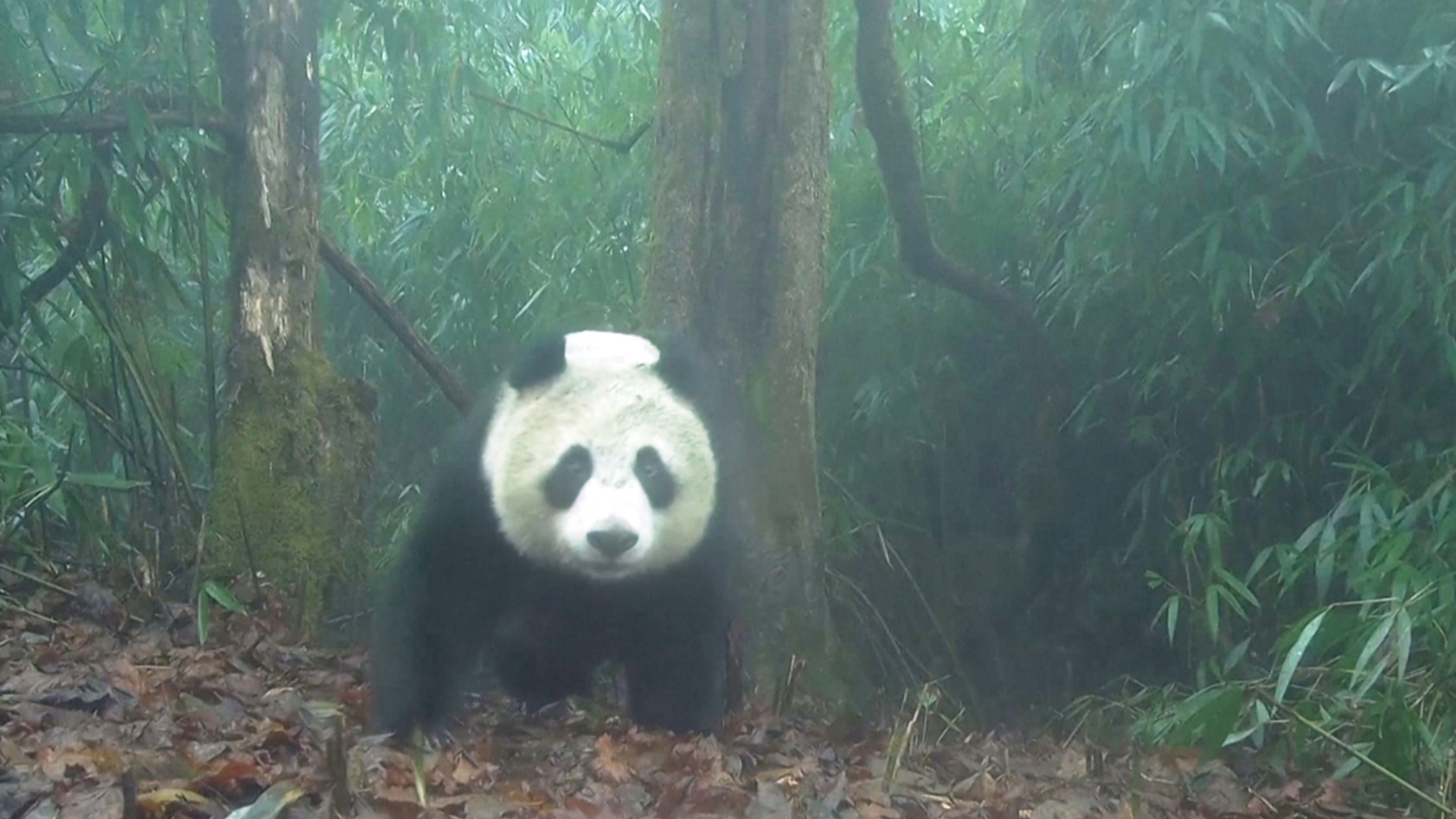 Учёные: популяция больших панд в Китае растёт