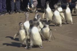 14 магеллановых пингвинов после лечения вернулись в Атлантический океан