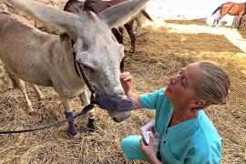 Ветеринар из Нидерландов лечит лошадей и ослов в Египте