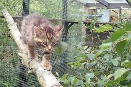 Четверо котят помогут восстановить популяцию лесной кошки в Великобритании