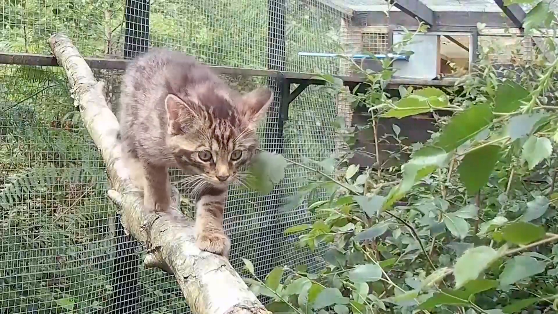 Четверо котят помогут восстановить популяцию лесной кошки в Великобритании